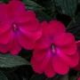 Impatiens Sunpatiens Compact Rose Glow