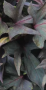 Ipomoea Blackie 