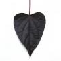 Ipomoea Solar Power Black Heart