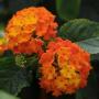 Lantana Lucky Flame