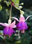 Fuchsia Lena