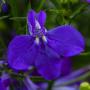 Lobelia Techno Colbalt Blue