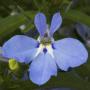 Lobelia Techno Light Blue