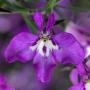 Lobelia Techno Violet