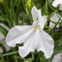 Lobelia Techno White