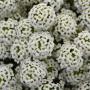 Lobularia Easy Breezy White