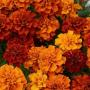 Marigold Fireball