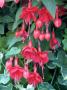 Fuchsia Marinka