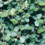 Muehlenbeckia Wire Vine Large Leaf