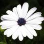 Osteospermum Margarita White