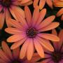 Osteospermum Serenity Bronze