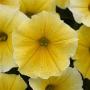 Petunia Bees Knees Yellow