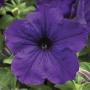 Petunia Sanguna Blue