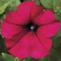 Petunia Sanguna Burgundy