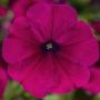 Petunia Sanguna Purple