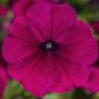 Petunia Sanguna Purple