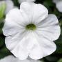 Petunia Sanguna White