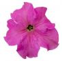 Petunia Surfina XXL Taffy Pink