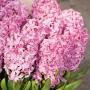 Hyacinth Pink Surprise