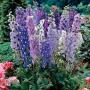 Delphinium Magic Fountains Mix