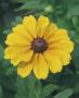 Rudbeckia Toto Gold