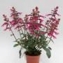 Salvia Skyspraper Dark Purple