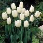 Snowy Mountain Tulip-Natural 