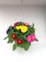 Primrose Hanging Basket