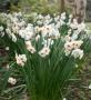 Narcissus Geranium