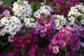 Alyssum Crystal Clear Mix