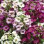 Alyssum Crystal Clear Mix