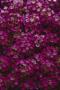Alyssum Crystal Celar Purple Shades
