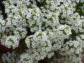 Alyssum Snow Crystals