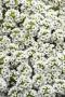 Alyssum Snow Crystals