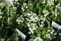 Alyssum Snow Crystals