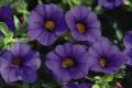 Calibrachoa MiniFamous Dark Blue