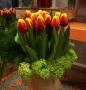 Denmark Bicolor Tulips