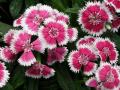 Dianthus Floral Lace Picotee