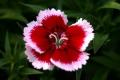 Dianthus Floral Lace Picotee