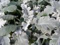 Dusty Miller Silverdust