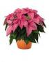 Princettia Pink Queen