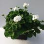 Zonal Geranium Deco