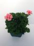 Zonal Geranium Deco