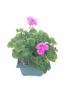 Zonal Geranium Deco