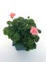 Zonal Geranium Deco