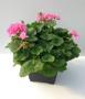 Zonal Geranium Deco