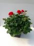 Zonal Geranium Deco