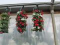 Wallpouch Impatiens