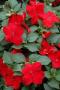 Impatiens Super Elfin XP Red