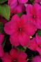 Impatiens Super Elfin XP Violet